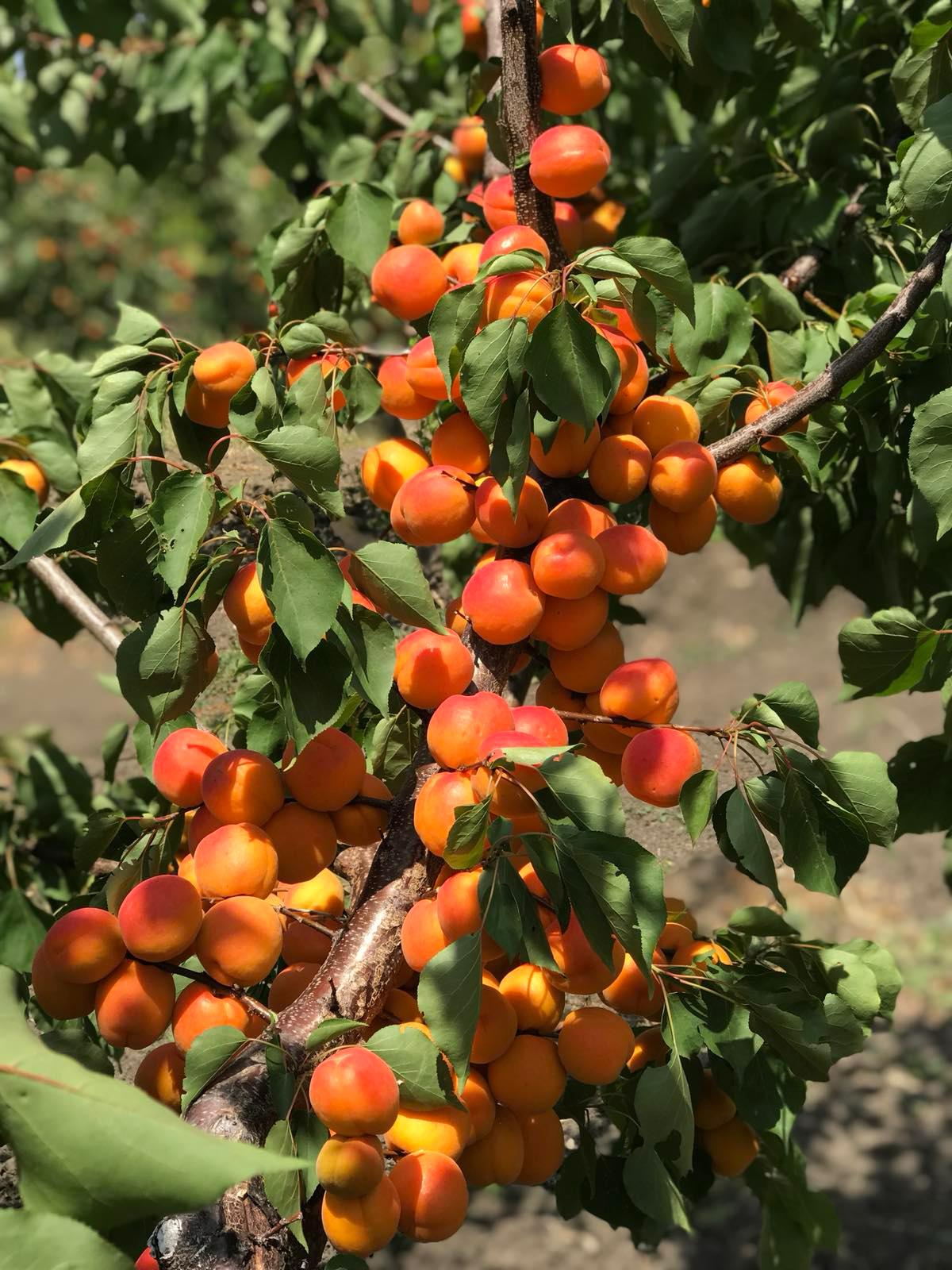 Apricot harvest in Moldova
