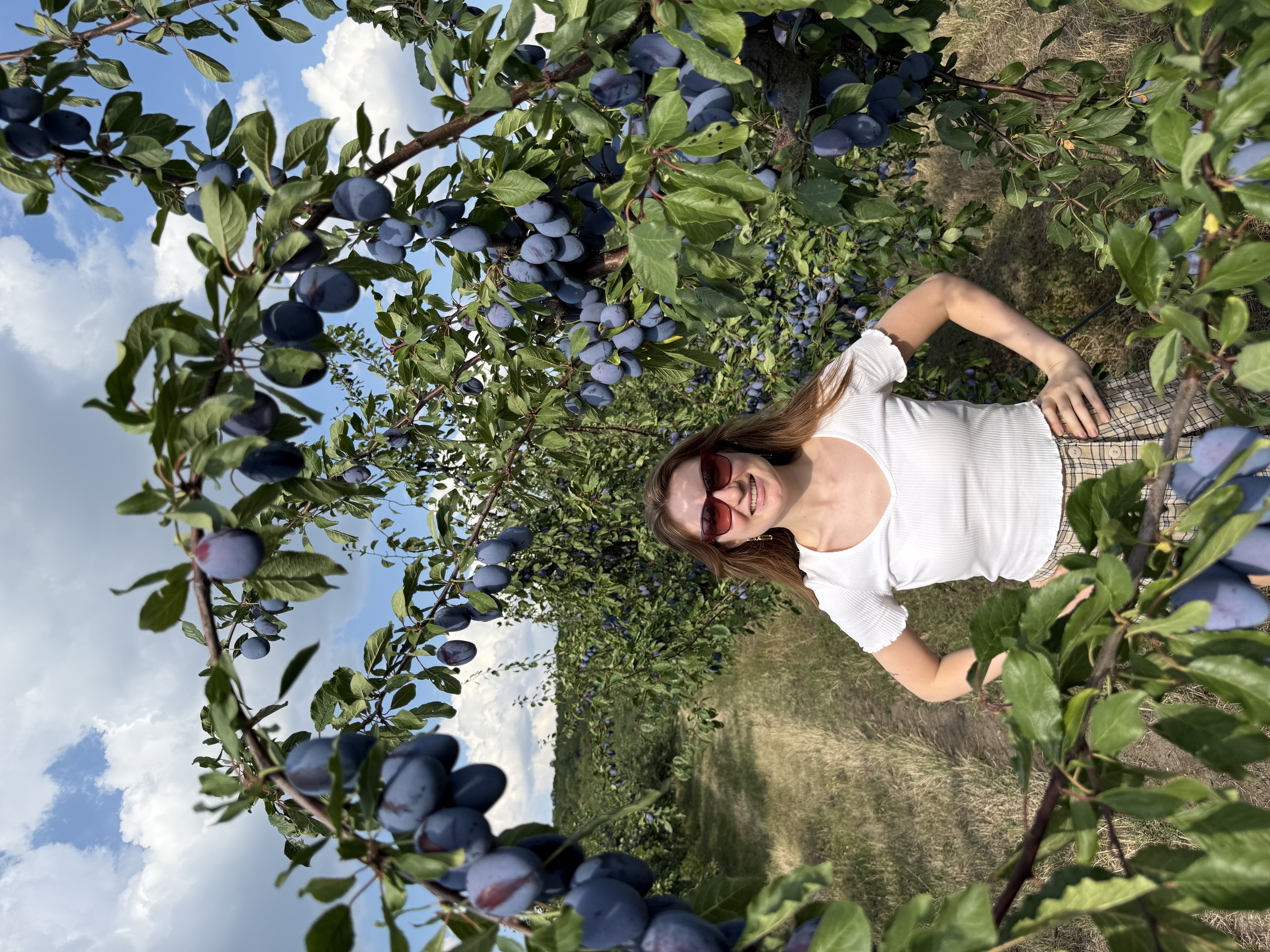 Plums on the branch at peak ripeness