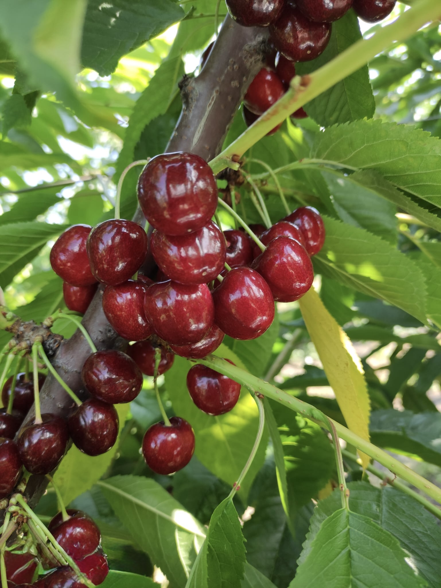 Cherries on the tree in a Moldovan orchard