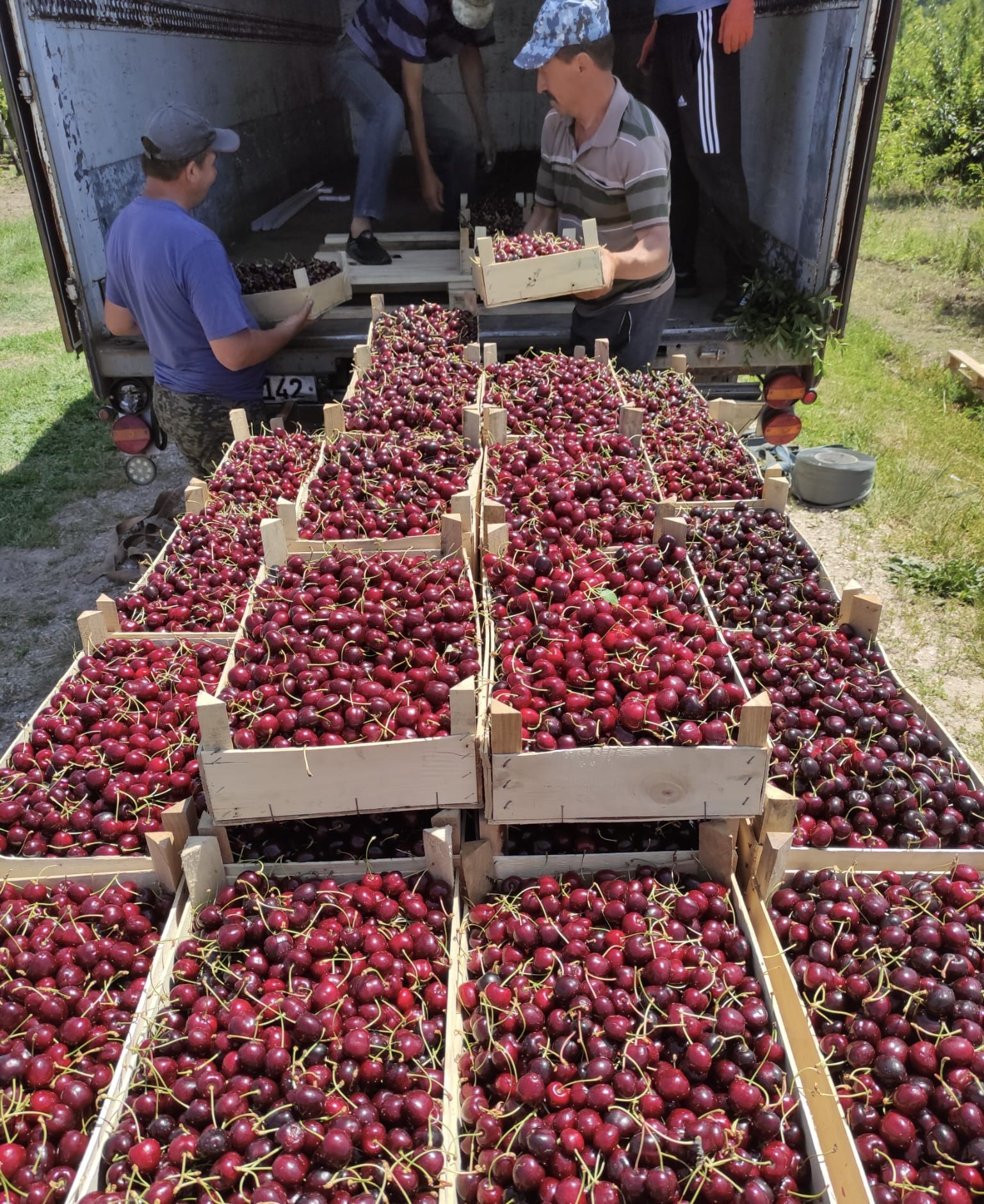 Cherry harvest in Moldova