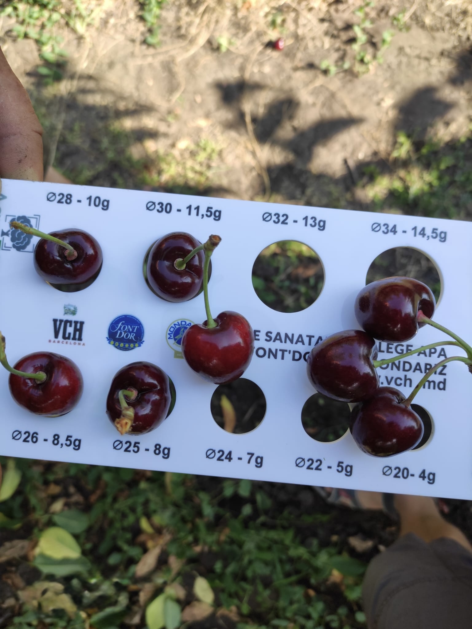 Cherries ready for picking