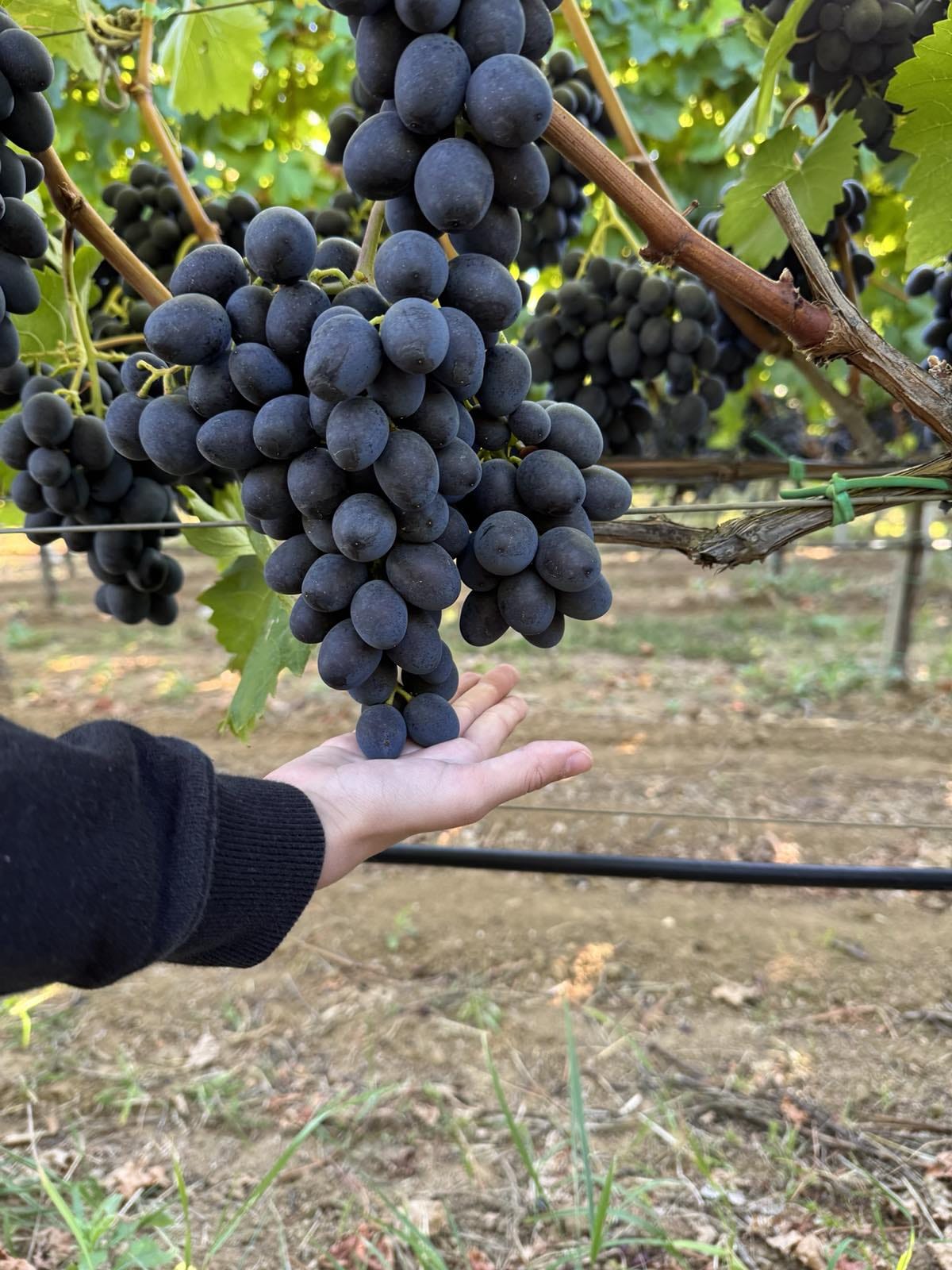 Table grape vineyard
